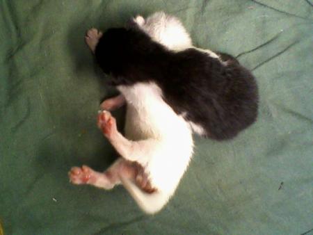 d�ja en train de se bastonner!